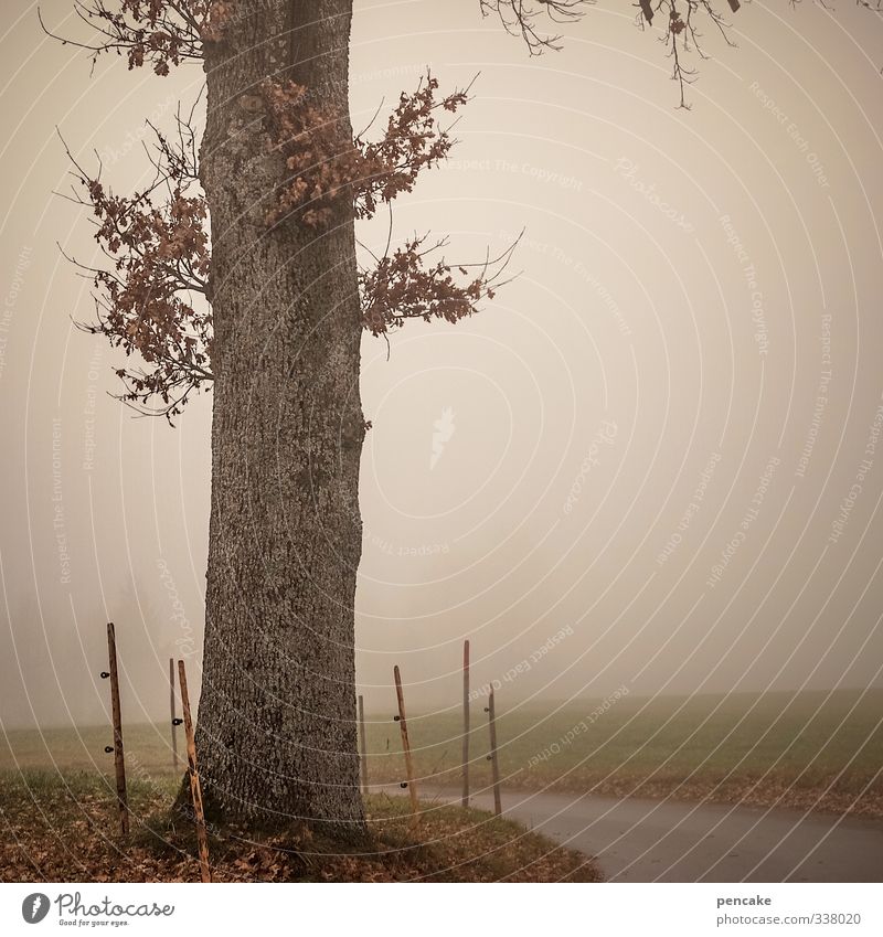 retreat Landscape Elements Autumn Fog Tree Wet Loneliness Decline Transience Nibelungen Retreat Cardiovascular system Deciduous tree Leaf Dry Bend Fence post