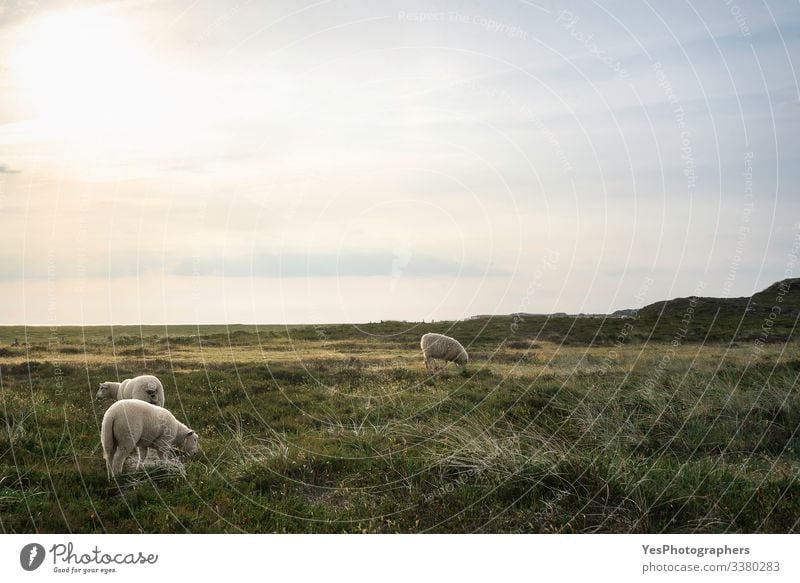 White Friesian sheep grazing on a meadow on Sylt island Summer Nature Beautiful weather Grass Moss Meadow Coast North Sea Farm animal 3 Animal To feed Stand