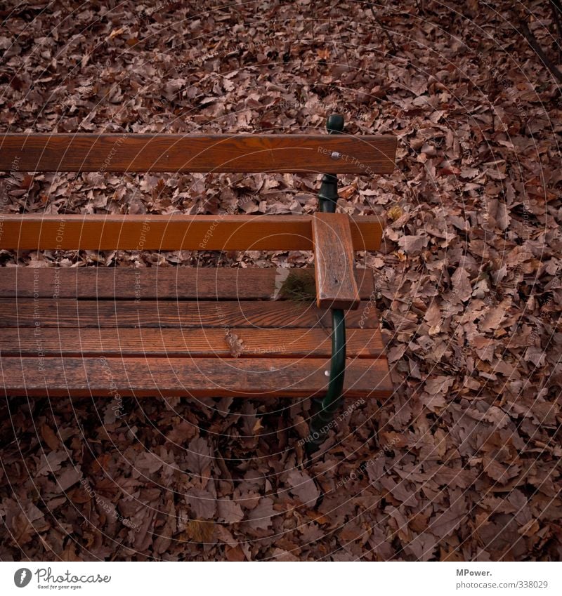 secure bank Deserted Wood Brown Bench Leaf Autumn leaves Sit Dark Park Colour photo Close-up Copy Space right Copy Space top Copy Space bottom Twilight