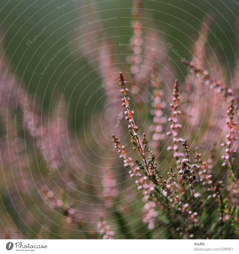 heathen atmosphere Heathland Domestic romantic Nordic romanticism indigenous plants Romance native wild plant Mountain heather flowering wild plants Wild plant