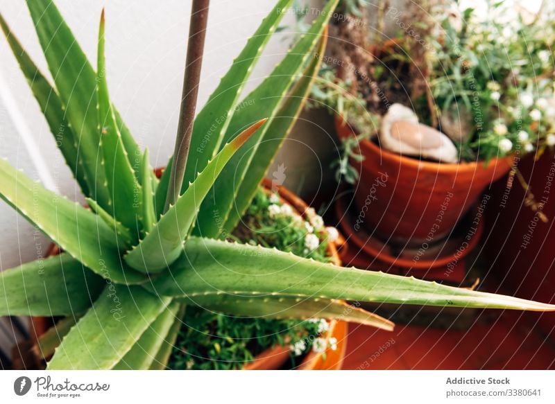 Green plants in flowerpots on balcony grow apartment succulent green growth botany flora cultivate decor garden aloe vera organic natural decoration blossom