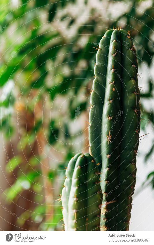 Decorative potted cactus on table at home decorative succulent green plant organic growth botany fresh flora farm garden herb natural hobby composition flower