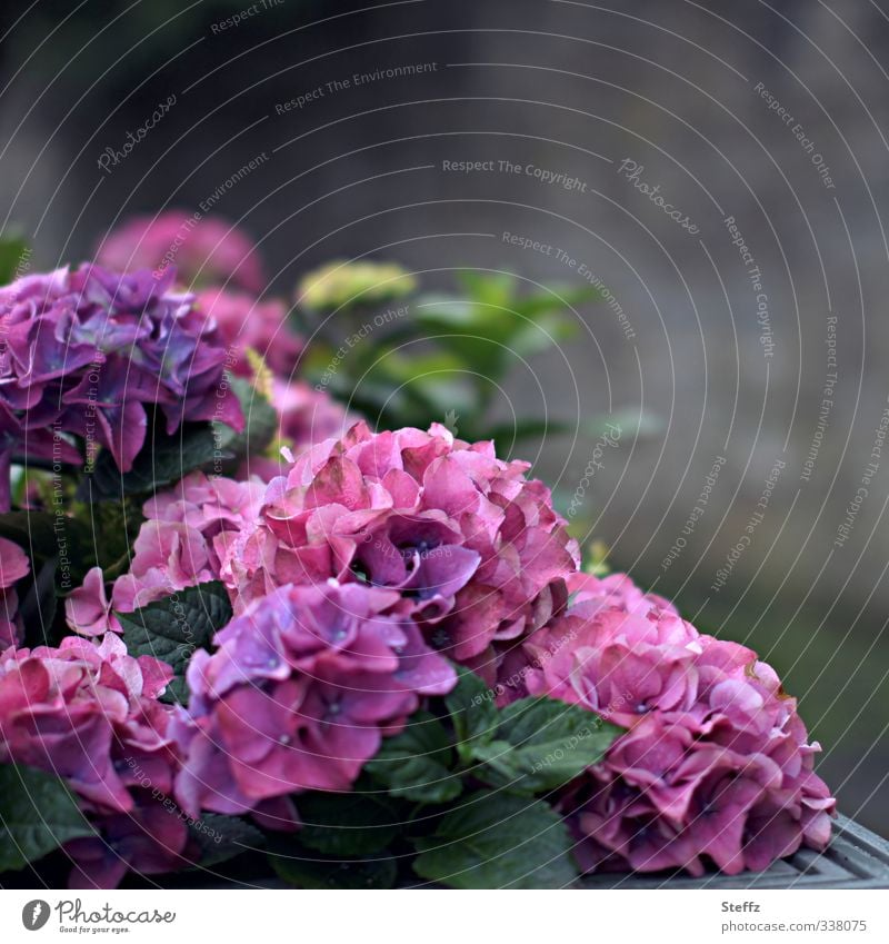 Flower corner with hydrangeas Flower Corner Hydrangea Hydrangea blossom Blossom blossoming flowers Ornamental plant purple pink Blossoming naturally Violet