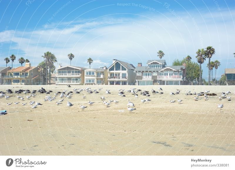 Long Beach California Environment Nature Landscape Plant Animal Sand Air Sky Clouds Sunlight Summer Beautiful weather Warmth Tree Exotic Palm tree Coast Ocean