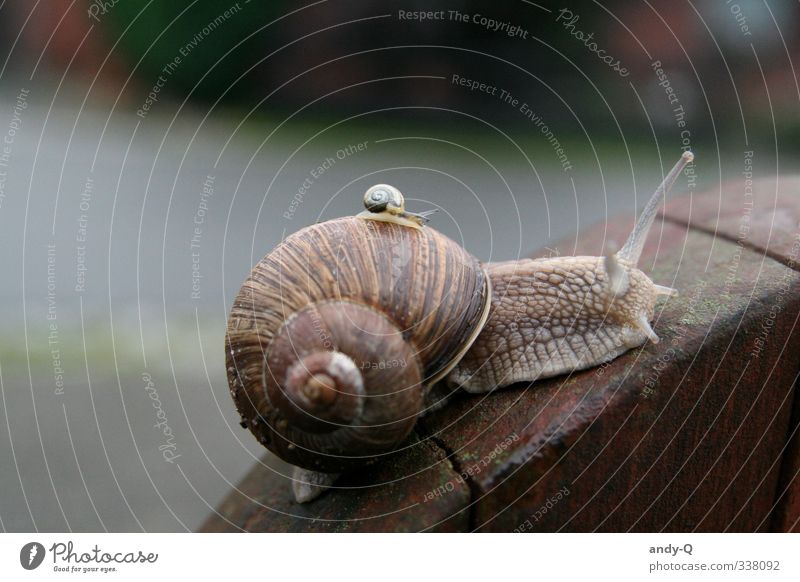 Snails Trek Animal Wild animal 2 Carrying Slimy Brown Patient Calm Indifferent Team Teamwork Logistics Attachment Subdued colour Exterior shot