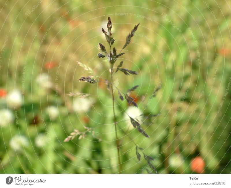 HaLM Blade of grass Blur Grass Green Detail Macro (Extreme close-up)