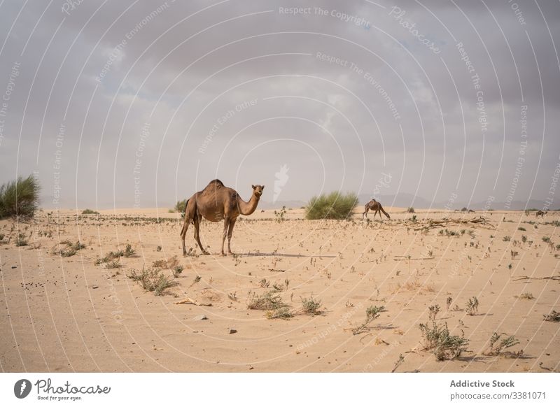 Herd of camels pasturing in desert pasture graze herd eat feed herbivore climate breed terrain mountain animal nature mammal wildlife livestock environment dry