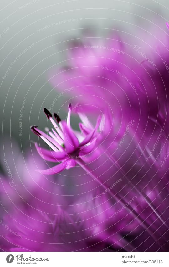 ornamental garlic Nature Plant Flower Blossom Wild plant Violet Shallow depth of field Garden Pistil Colour photo Exterior shot Close-up Detail