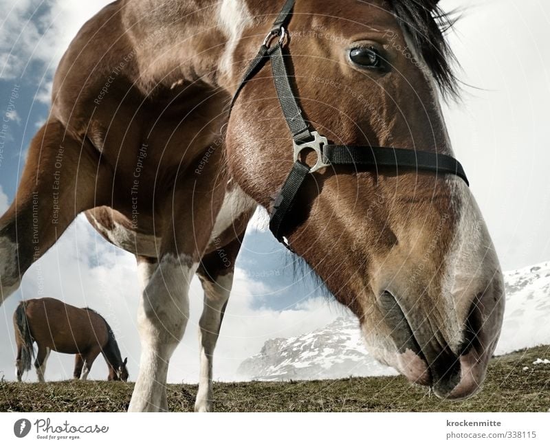 Can you hear me whispering? Environment Nature Landscape Sky Clouds Plant Mountain Peak Snowcapped peak Animal Animal face Horse Horse's head Ponytail 2