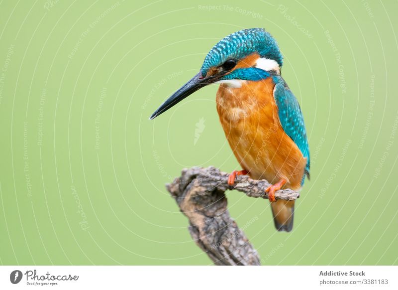 Colorful Kingfisher with long black beak Alcedo atthis Bernat pescaire Birds Cáceres Extremadura Fauna Malpartida de Cáceres Nature Spain Wildlife animal bird