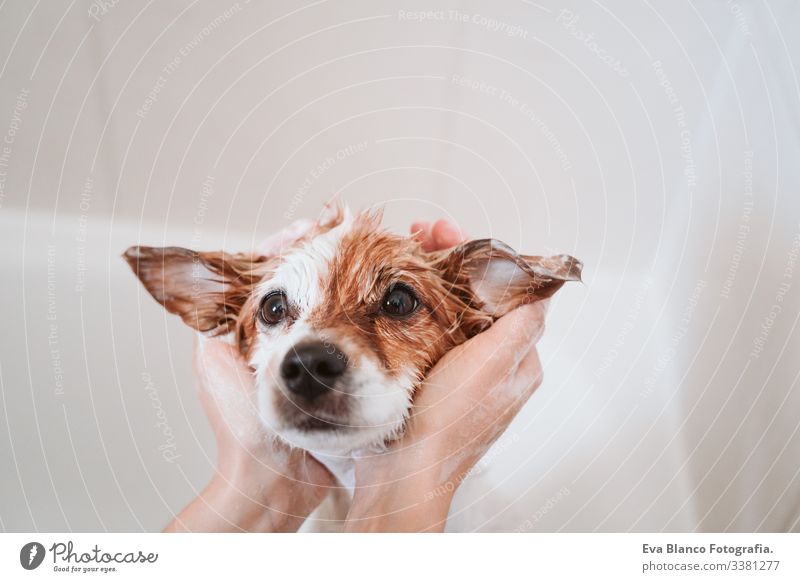 cute lovely small dog wet in bathtub, clean dog. Woman washing her dog. Pets indoors jack russell shower home brown funny animal bathroom soap background