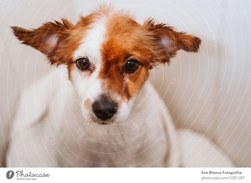 young woman drying her cute small jack russell dog with towel at home bath shower clean indoors bathtub brown funny animal bathroom soap background purebred