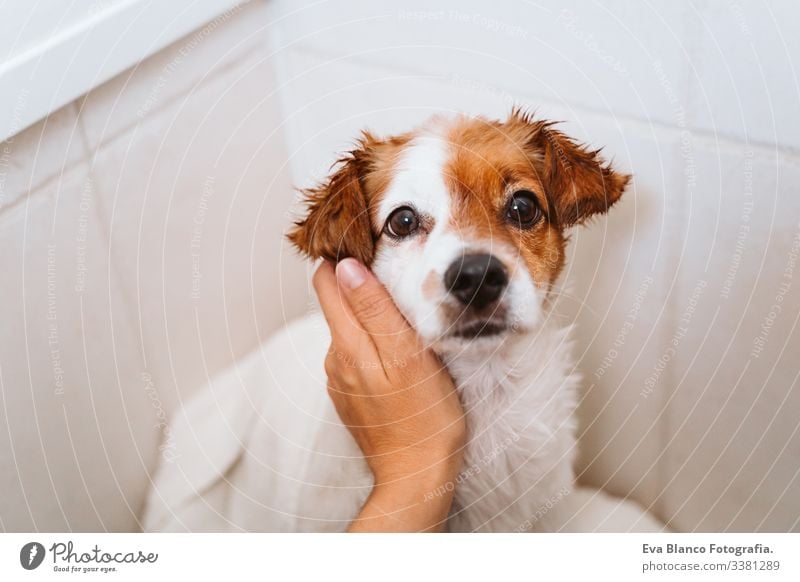 young woman drying her cute small jack russell dog with towel at home bath shower clean indoors bathtub brown funny animal bathroom soap background purebred