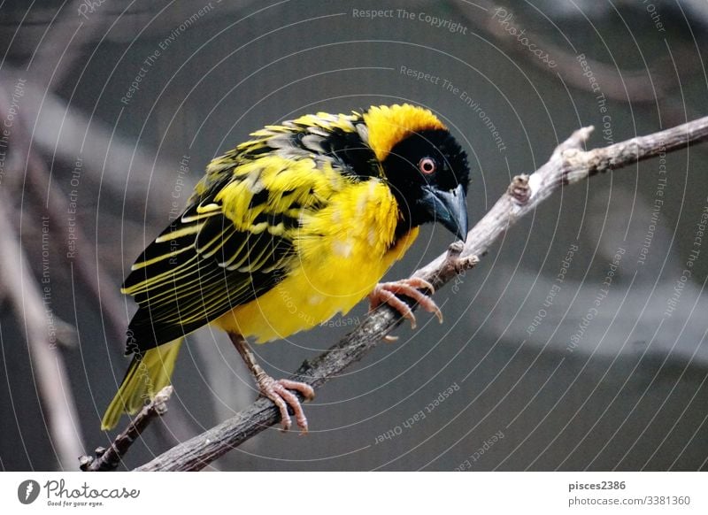 Village weaver sitting on branch Review Nature yellow Animal cucullatus wild wildlife bird fauna Habitat black One male single africa Colourful zoo ornithology