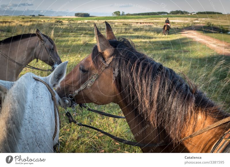 Three horse heads photographed from the rider's point of view Animal portrait Deep depth of field Day Exterior shot Multicoloured Colour photo Nostalgia Nature