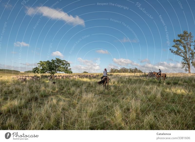 Two riders are driving a flock of sheep through wide open country, high grass, eucalyptus trees, blue sky can be seen. Central perspective Animal portrait Herd