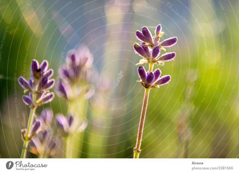 I give you lavender scent Lavender Worm's-eye view Shallow depth of field Back-light Sunbeam Sunlight Light (Natural Phenomenon) Evening Day Neutral Background