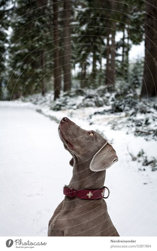 Weimaraner hunting dog in a whimsical pose in the winter forest Hunting Dog Hound dog breeding Animal boyfriend best friend Puppydog eyes irresistible Winter