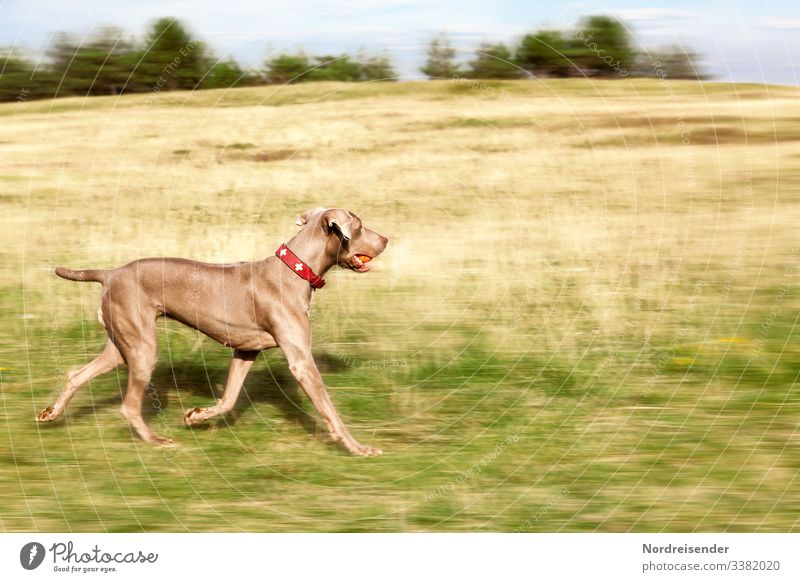 Freewheel Profile Full-length Animal portrait Motion blur Long shot Blur Sunlight Contrast Day Abstract Deserted Copy Space right Exterior shot Colour photo