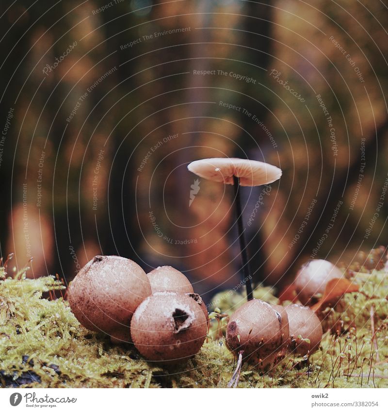 Foot fungus Forest mushrooms Small Near Wild wax Stand Thin Sunshade Colour photo Nature Exterior shot Day Environment Plant Close-up Natural