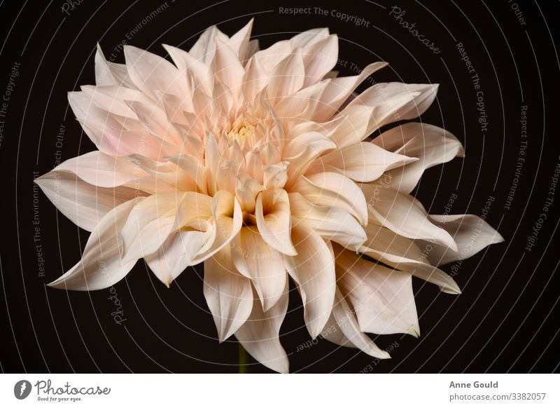 Studio image of peach coloured dahlia bloom Dahlia Bloom Flower Summer Nature Plant Pink Peach beautiful