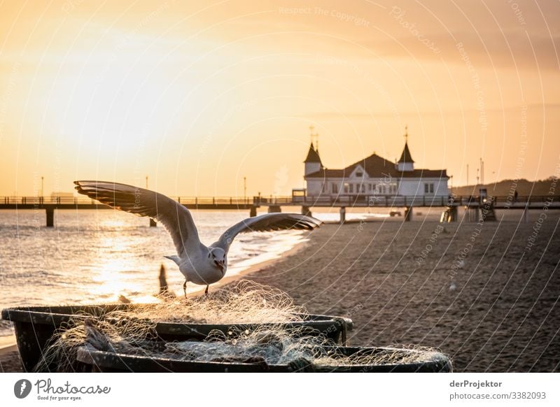 Seagull at sunrise in front of the Ahlbecker Seebrücke Sea coast Sea bridge Usedom Sunrise Fishing boat Fishing net fishing Winter Tourism Orange Beach Coast