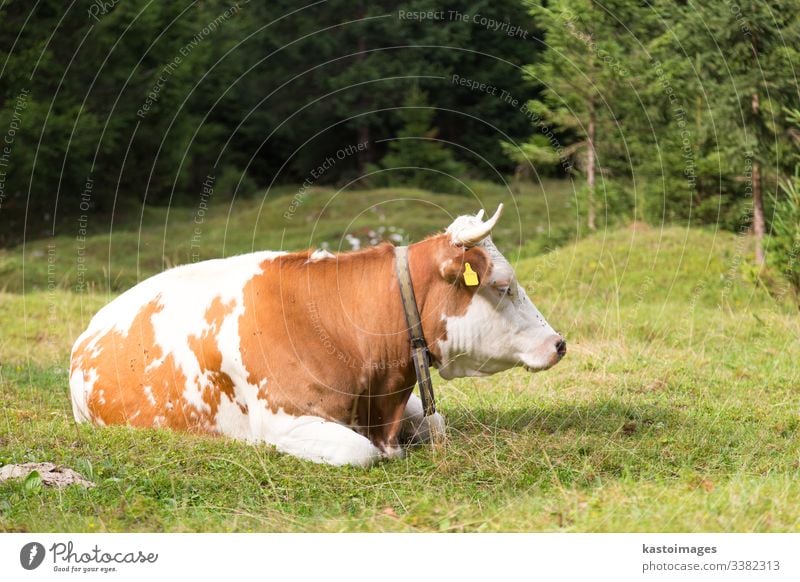 Cow grazing on alpine meadow, Slovenia. cattle cow livestock grass farm alps nature mountain outdoors sky summer pasture dairy green view agriculture horizontal