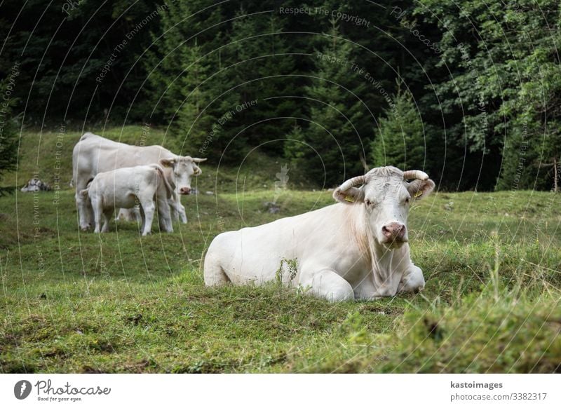 Cows grazing on alpine meadow, Slovenia. cattle cow livestock grass farm alps nature mountain outdoors sky summer pasture dairy green view agriculture