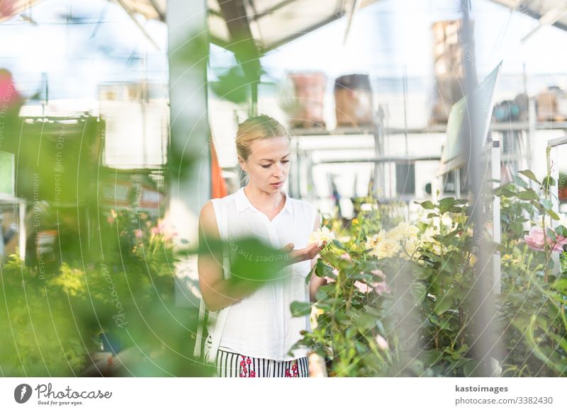 Beautiful female customer holding and smelling blooming yellow potted roses in greenhouse. flower buy shop business garden happy gardener horticulture store