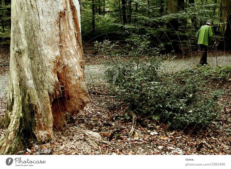 HOME WAY Forest Tree Log forest path Man take a walk walking stick Jacket bush Undergrowth Old Green bent over trees In transit on the way home foliage Autumn