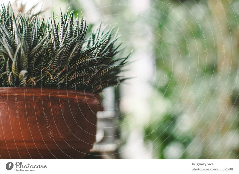 Haworthia in clay pot on windowsill Aloe Clay pot Houseplant Pot plant greening bokeh Foliage plant Interior shot Decoration Day Flat (apartment) Plant Green