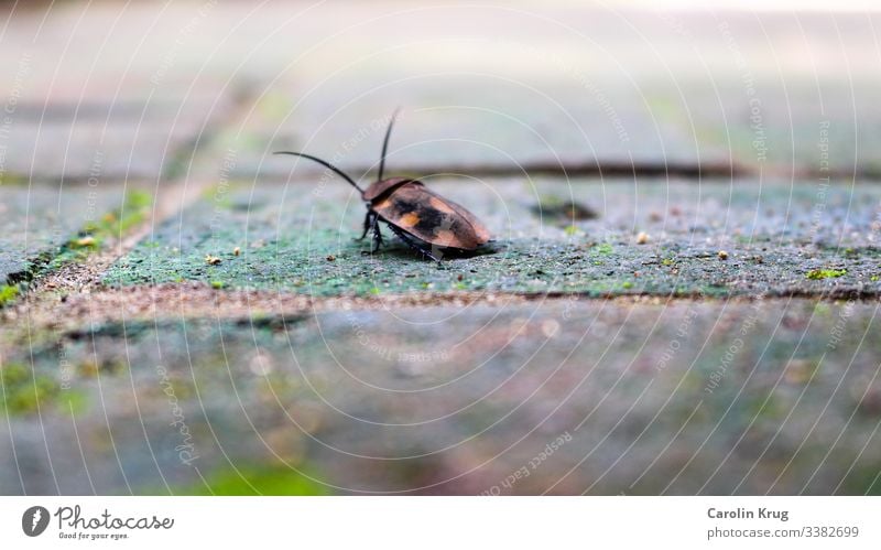 Exotic beetle Happy Beetle India Auroville Feeler Insect Crawl Macro (Extreme close-up) Nature Legs Ladybird Blur Good luck charm Little something