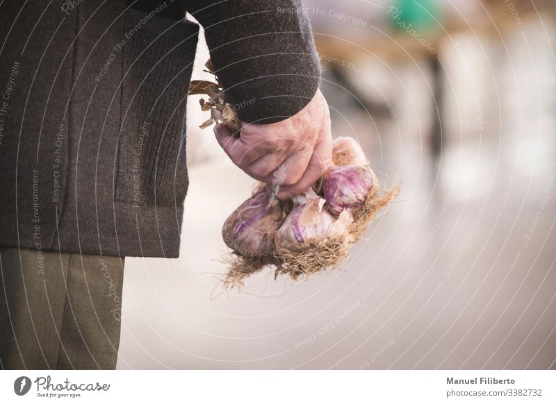 the hand of a grown man with a bunch of garlic Man Adults old man Hand old hands Human being Senior citizen 60 years and older Colour photo Masculine