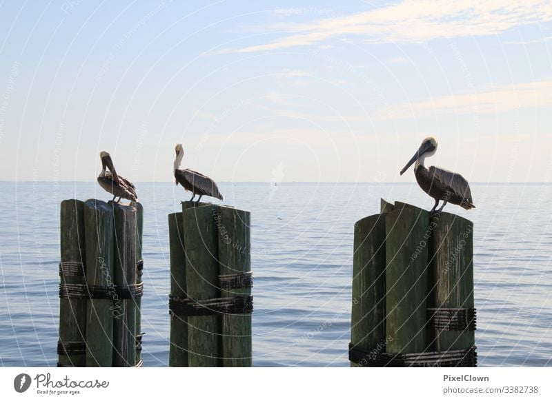 Pelicans on a pier somewhere in Florida Animal Beak Ocean Wild animal birds Harbour Sea bird Animal portrait ocean vacation Exterior shot