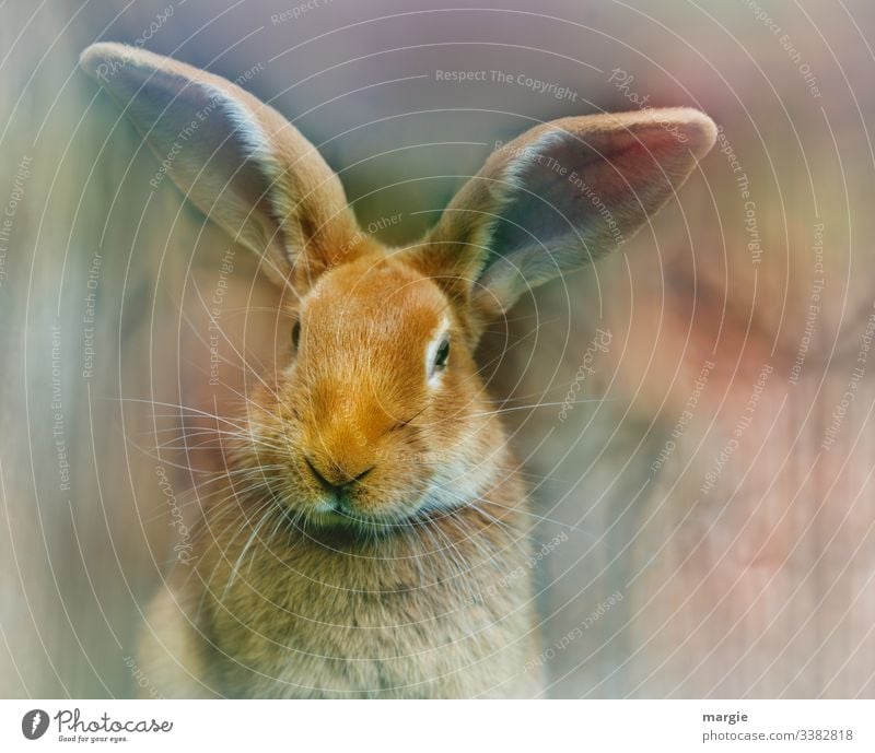 (Easter) Hare waits for Easter nose + stable Forward Long shot Central perspective Shallow depth of field blurriness Copy Space left Deserted Close-up