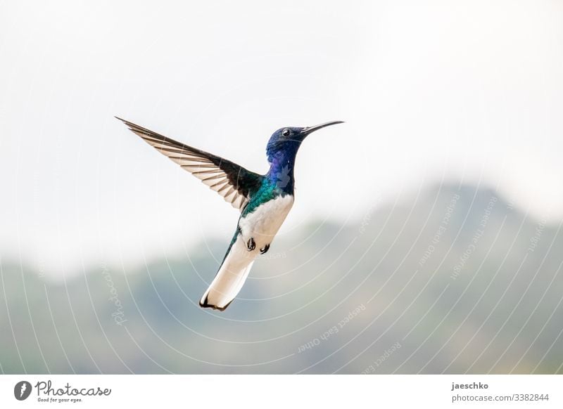 Hummingbird flies hummingbird Flight of the birds Bird Small birdwatching Grand piano flapping swift Colombia Wild animal Animal portrait Cute Flying Beak