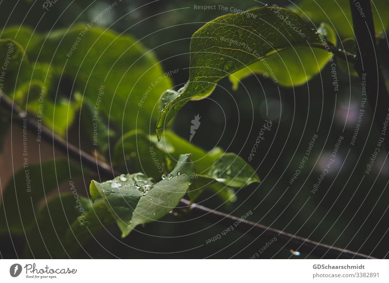 Magnolia leaves with drops of water Low-key Light Day Exterior shot Colour photo Beautiful Plant Nature Garden Copy Space right Copy Space left Deserted Green