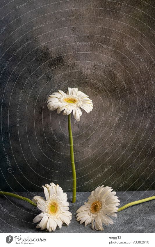 White gerbera flower on dark gray marbled background Tender abstract border capture clipping colors daisies deco decor decorate decorative delicate drops