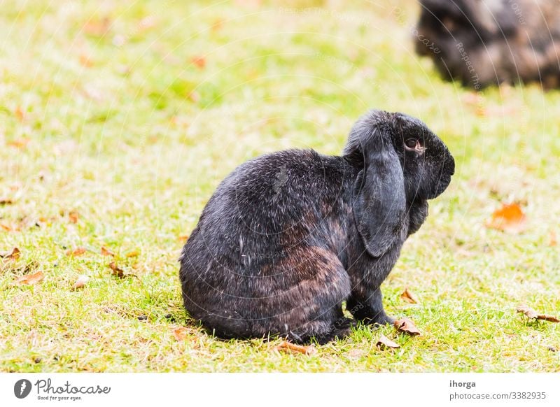 rabbit on freedom in the meadow animal animals background beautiful beauty bunny closeup color conservation cute domestic easter fauna field funny fur garden