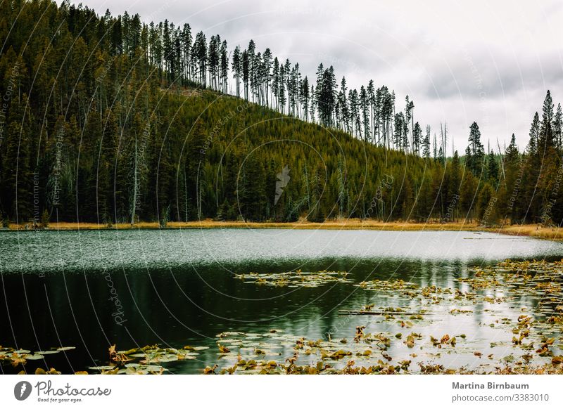 Tranquil scenery at the Yellowstone Lake, Wyoming trees zen lake yellowstone wyoming nature park landscape environment summer reflection sky water natural