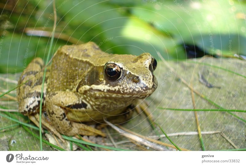 jump into the field Green Transport Frog Nature Close-up Painted frog Eyes