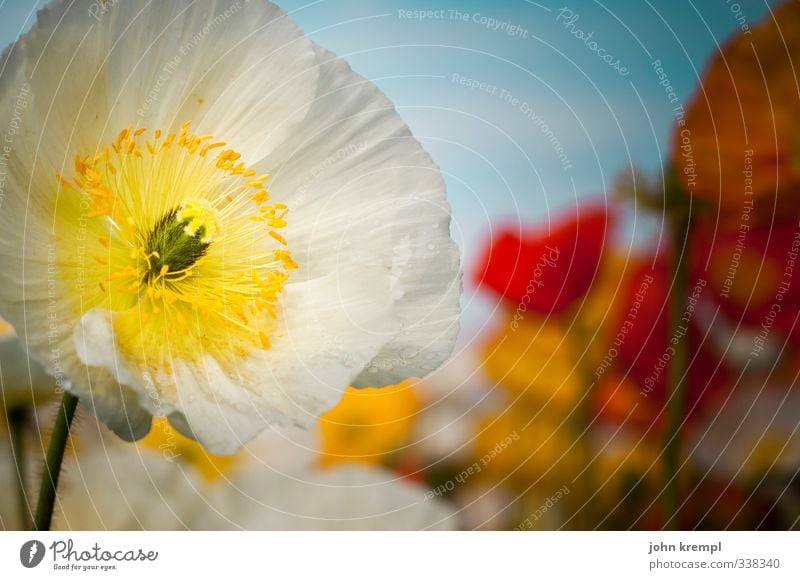 Bye, dear anne. Rain white poppy for you! Nature Plant Summer Blossom Poppy Poppy blossom Garden Park Blossoming Beautiful Yellow White Happy