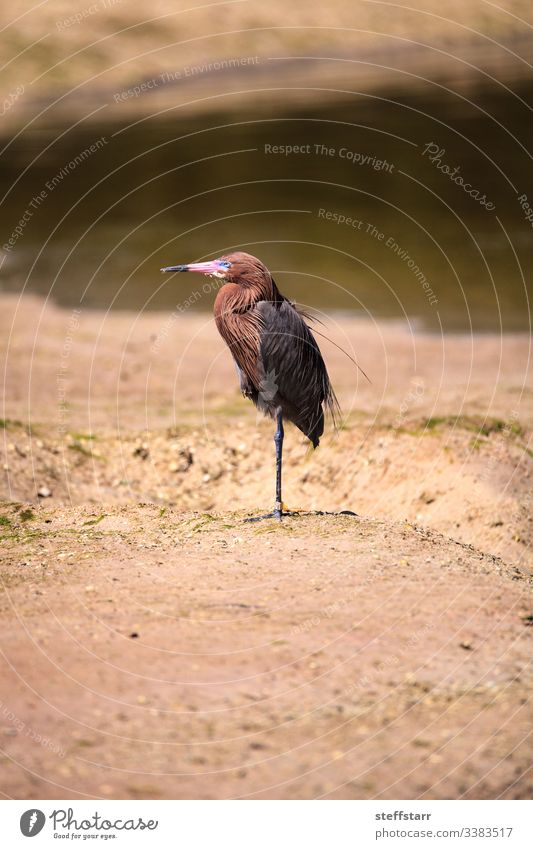 Reddish egret wading bird Egretta rufescens at Lighthouse Beach Park in Sanibel, Florida heron red feathers red head animal wild bird ocean sea Sanibel Island