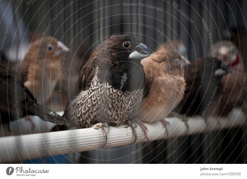 flying foxes in action Animal Bird Group of animals Crouch Dark Gloomy Brown Fear Penitentiary Cage Captured Colour photo Subdued colour Exterior shot Day