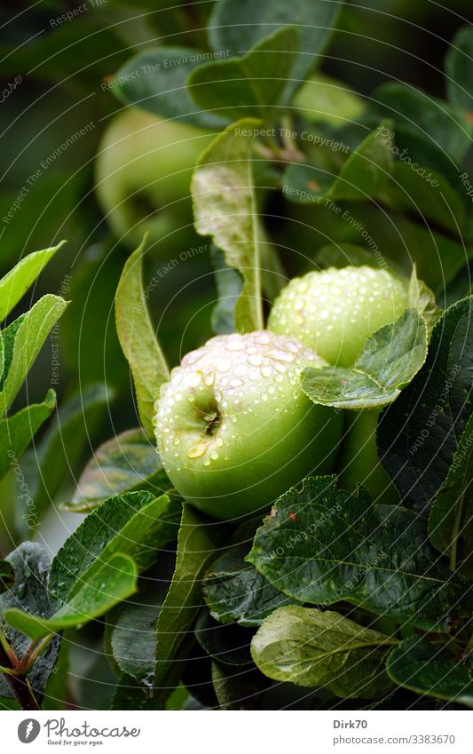 Apples with raindrops on the apple tree, taken with shallow depth of field. Exterior shot Fruity Pomacious fruits Organic farming Ecological Pure Juicy Natural