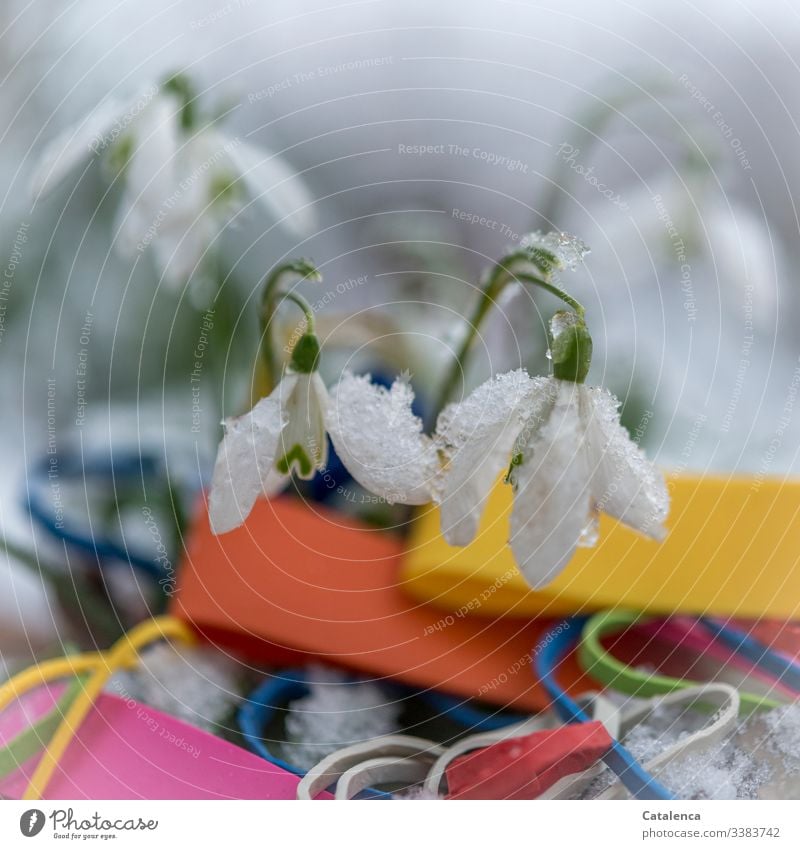 Photochallenge |Snowdrops standing in the snow Central perspective Shallow depth of field Day Copy Space bottom Deserted Macro (Extreme close-up) Close-up