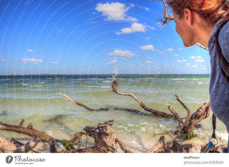 Woman bird watching a Brown pelican Pelecanus occidentalis observe Pelican brown pelican waterfowl animal wildlife swim ocean sea Sanibel Island