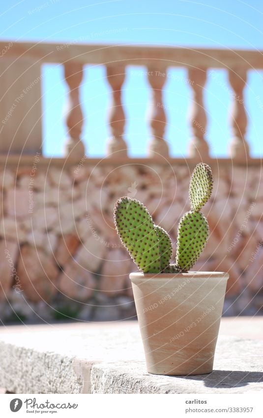 Cactus in a pot in front of a mediterranean wall Pot terracotta Summer Sun Warmth Plant Thorn Wall (barrier) balustrade Majorca Sunlight Point Deserted Green