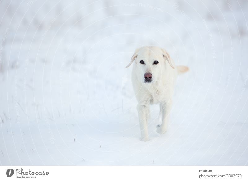 White Labrador bitch in the snow Dog Pet Exterior shot Animal portrait Love of animals Looking Snow Winter Cold Senior citizen Winter pelt Freeze