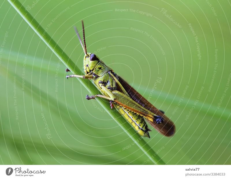 All green, grasshopper clings to blade of grass Nature Meadow Green Grass Plant Macro (Extreme close-up) Close-up Exterior shot Colour photo